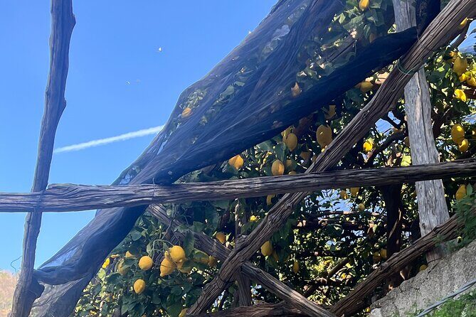 Lemon Path Tour with Tasting Session and Transfer from Positano - Frequently Asked Questions