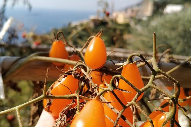 Lemon & sea food cooking class at local's home - An Authentic Taste of Positano’s Culinary Traditions