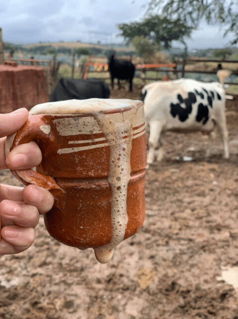 Leon: Cristero Rebellion Guided Tour with Breakfast - Visiting the Cristero Museums