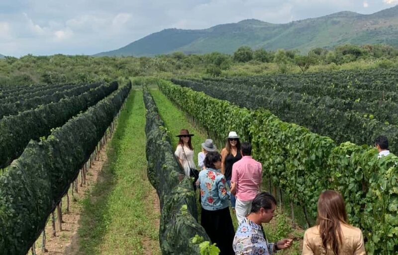 Leon: Tierra de Luz Vineyard Tour with Wine Tasting - Key Points