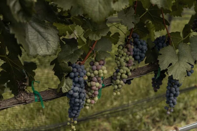 Leon: Tierra de Luz Vineyard Tour with Wine Tasting - Who Should Consider This Tour?