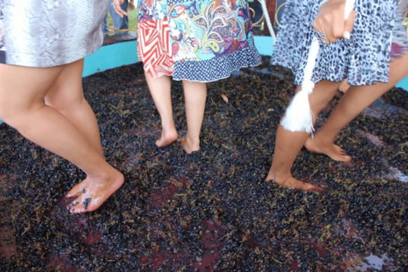 León: Wine Tasting & Vineyard Tour at Viñedo Jalpense - Frequently Asked Questions