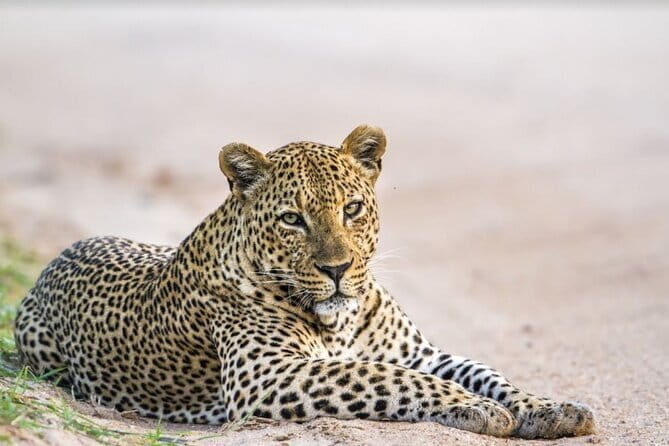 Leopard Half Day Yala National Park Eleven Safari - The Experience: What You Can Expect
