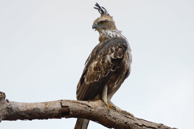 Leopard Half Day Yala National Park Eleven Safari - Who Is This Tour Best For?