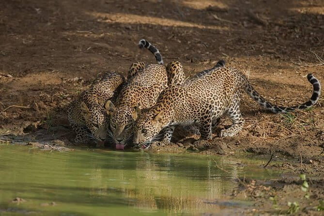 Leopard Half Day Yala National Park Eleven Safari - The Sum Up