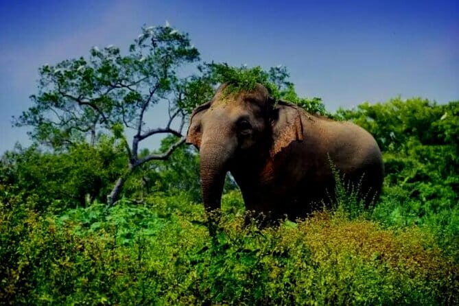 Leopard Half Day Yala National Park Eleven Safari - Frequently Asked Questions