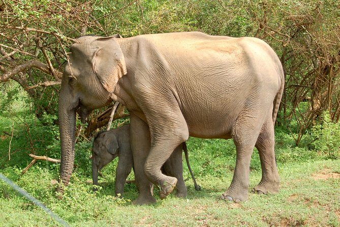 Leopard Safari in Yala National Park(Full Day/Half A Day) - Exploring the Leopard Safari in Yala National Park: A Deep Dive