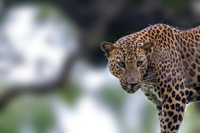 Leopard Safari Tour in Yala National Park - How the Tour Operates