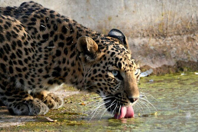 Leopard Wildlife Safari at Amagarh Park Including Transfers - Discovering Jaipur’s Wild and Historic Sides
