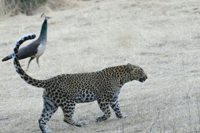 Leopard Wildlife Safari at Amagarh Park Including Transfers - Who Should Consider This Tour?