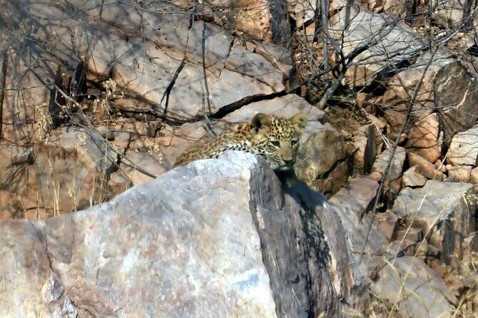 Leopard Wildlife Safari at Amagarh Park Including Transfers - Final Thoughts
