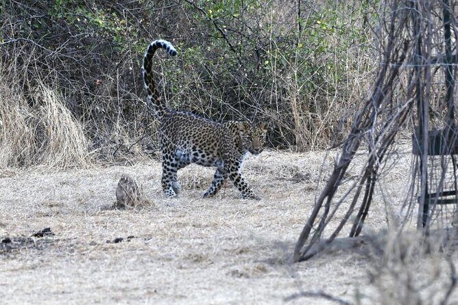 Leopard Wildlife Safari at Amagarh Park Including Transfers - FAQs