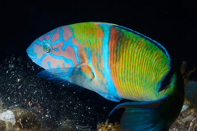 L'Estartit: Snorkeling in the Medes Islands - Who Will Love This Experience?