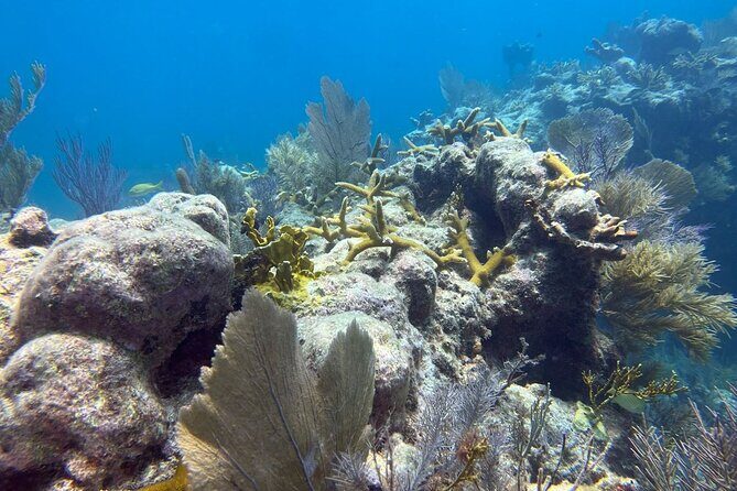 Let it Ride Charters-Private Fishing / Snorkel Combo Key Largo FL - Key Points