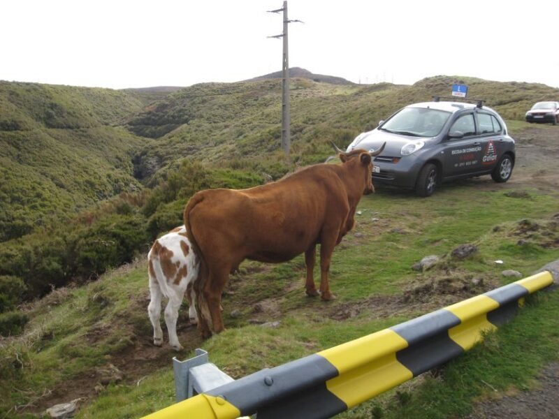 Levada do Alecrim (Madeira Lakes) Full-day walk - Key Points