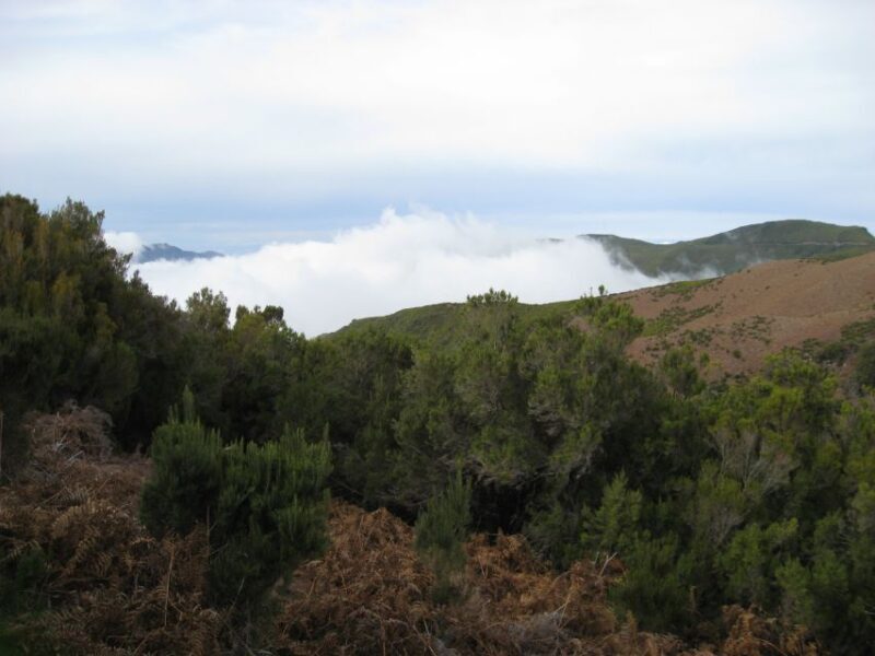 Levada do Alecrim (Madeira Lakes) Full-day walk - An in-depth look at the Levada do Alecrim tour