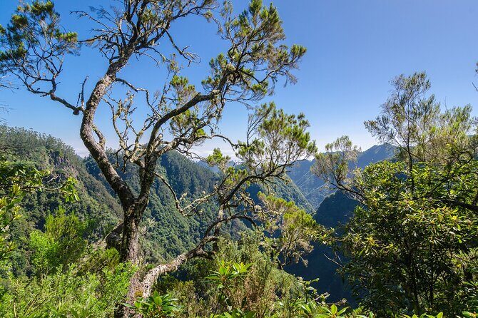 Levada Walk from Ribeiro Frio to Portela - FAQ