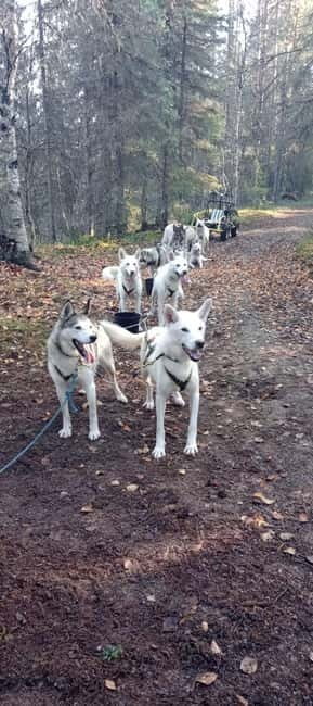 Levi: 2 KM Husky Summer Sledding with wheels - Levi: 2 KM Husky Summer Sledding with Wheels – An Authentic Lapland Adventure