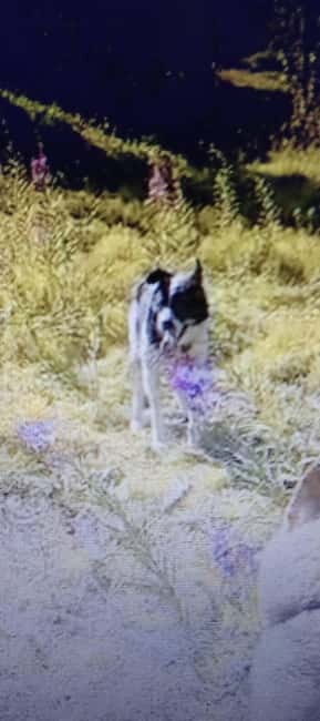 Levi: 2 KM Husky Summer Sledding with wheels - A Closer Look at the Experience