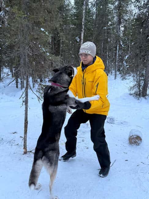 Levi: 2 km Thrilling Husky Sled Ride - What to Expect from the Husky Sled Ride