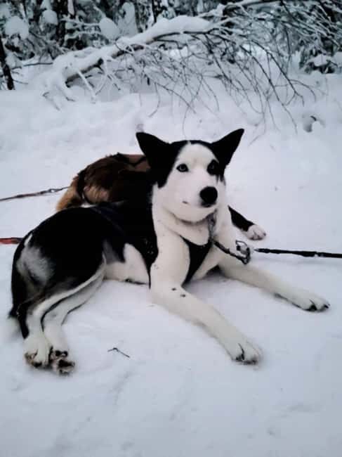 Levi: 2 km Thrilling Husky Sled Ride - Authenticity and Review Insights