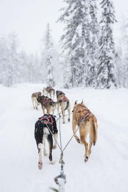 Levi: 3-Day Husky Safari Adventure with Northern Lights - The Itinerary Breakdown