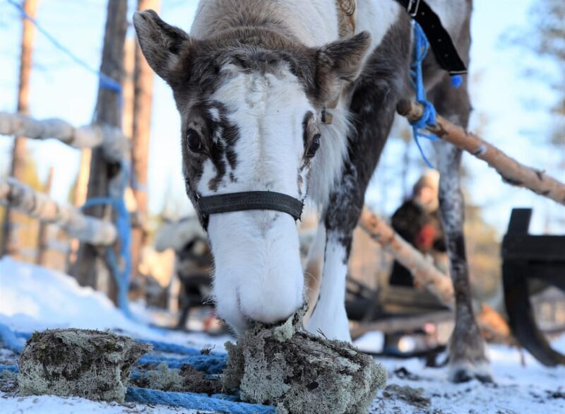 Levi: 3km Reindeer Sleigh Ride in the forest at night - An In-Depth Look at the Reindeer Sleigh Ride Experience
