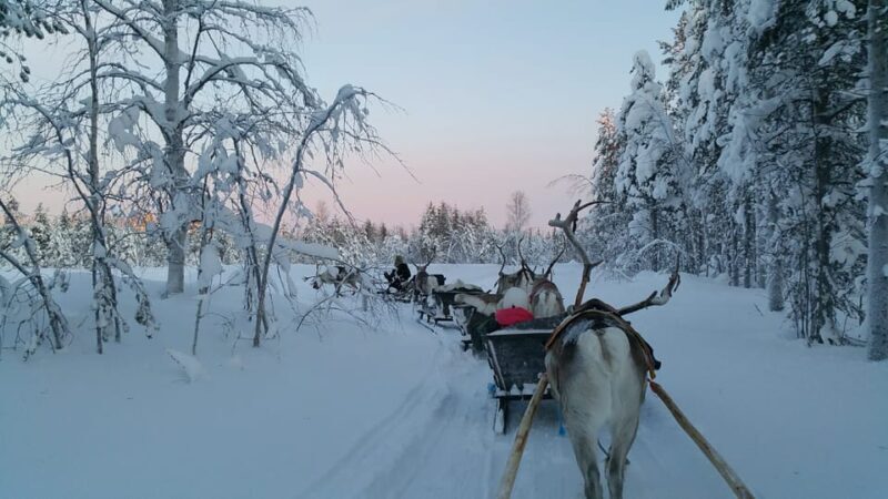 Levi: 3km Reindeer Sleigh Ride in the forest at night - Authenticity and Cultural Significance