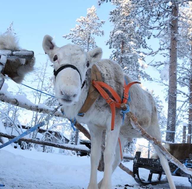 Levi: 3km Reindeer Sleigh Ride in the forest at night - Who Should Consider This Tour?