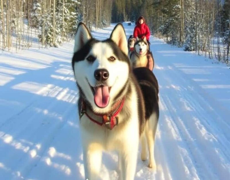 Levi: 5 Km Husky Sledding Ride in Levi - The Journey to Your Husky Sledding Adventure