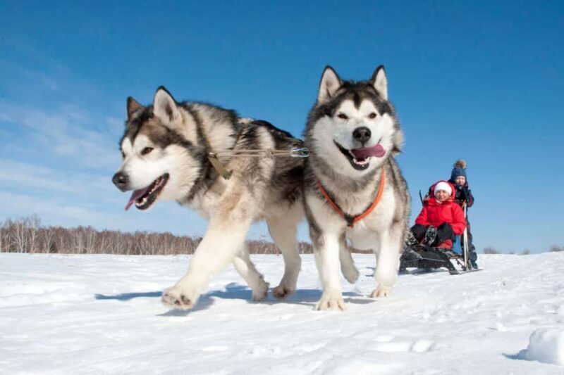 Levi: 5 Km Husky Sledding Ride in Levi - The Practicalities