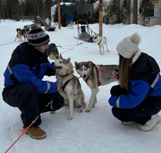 Levi: 5 Km Husky Sledding Ride in Levi - The Sum Up