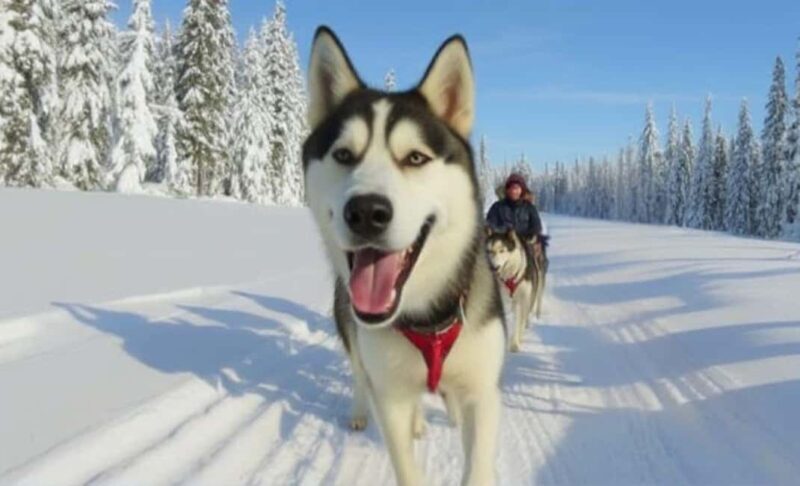 Levi: 5 Km Husky Sledding Ride in Levi - FAQ