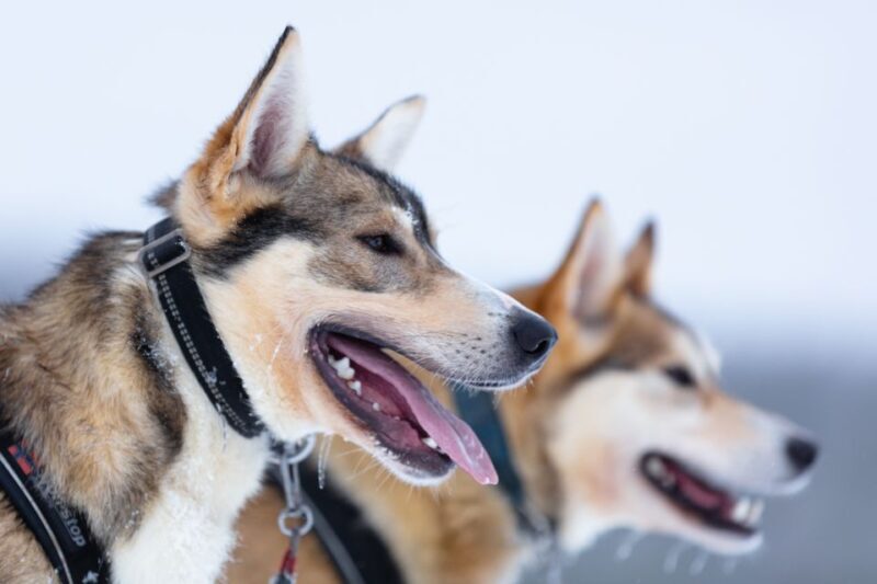 Levi: 7 km Self-Drive Husky Sledding Adventure - The Itinerary in Detail