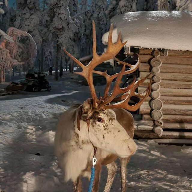 Levi: Canoeing Adventure with Reindeer Farm Visit - Reindeer Farm Visit: Cultural and Wildlife Insights