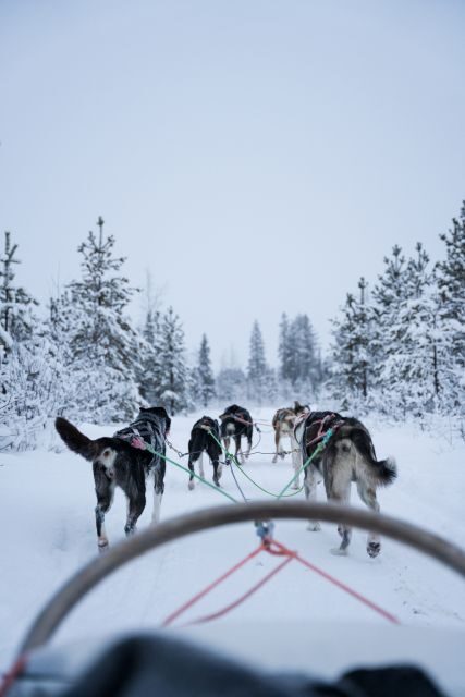 Levi: Evening Husky Sled Ride under the Northern Lights - The Experience of a Husky Sled Ride in Levi