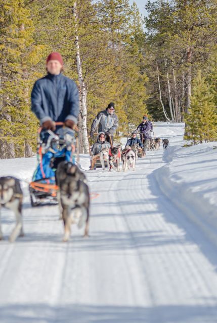 Levi: Evening Husky Sled Ride under the Northern Lights - Who Should Consider This Experience?