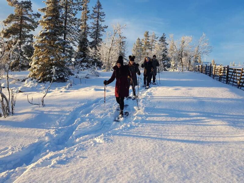 Levi: Gentle Snowshoe Walk in Winter Wilderness - The Experience: What to Expect