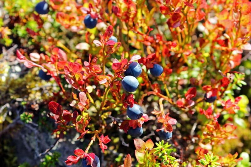 Levi: Guided Hike on the Shaman Päiviö Trail - Key Points