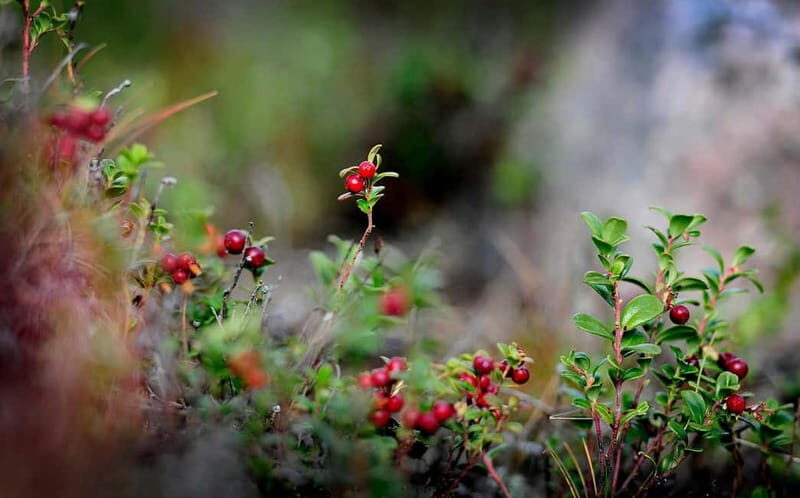 Levi: Guided Hike on the Shaman Päiviö Trail - Exploring the Shaman Päiviö Trail in Levi: The Route and Experience