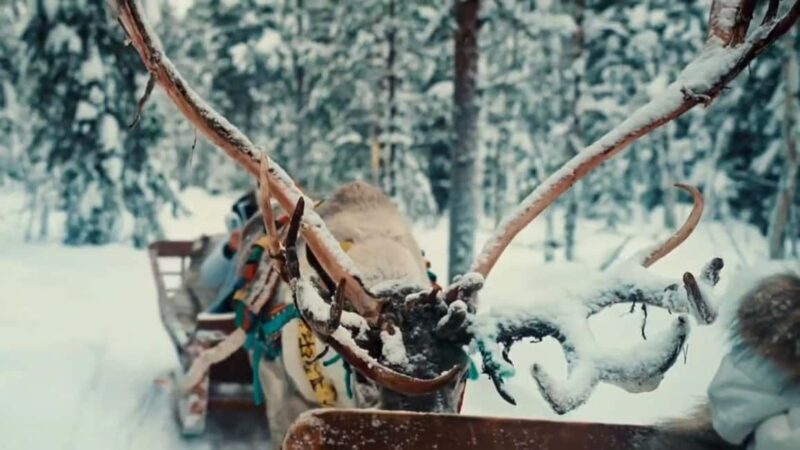 Levi: Husky and Reindeer Arctic Duo Safari - Key Points