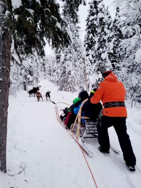 Levi: Husky and Reindeer Arctic Duo Safari - Final Thoughts