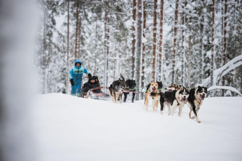 Levi: Husky and Reindeer Farm Visit with Snowmobiling - What to Expect from the Tour