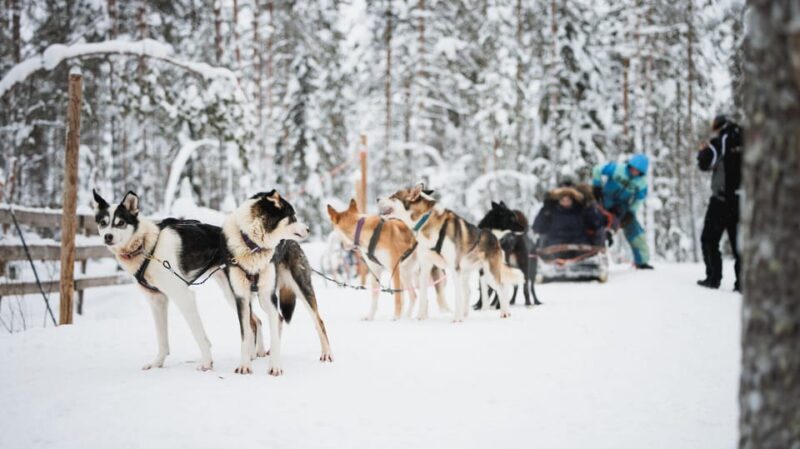 Levi: Husky and Reindeer Farm Visit with Snowmobiling - Frequently Asked Questions