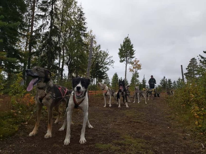 Levi: Husky cart tour- Midnight Sun & Autumn Northern Lights - Key Points