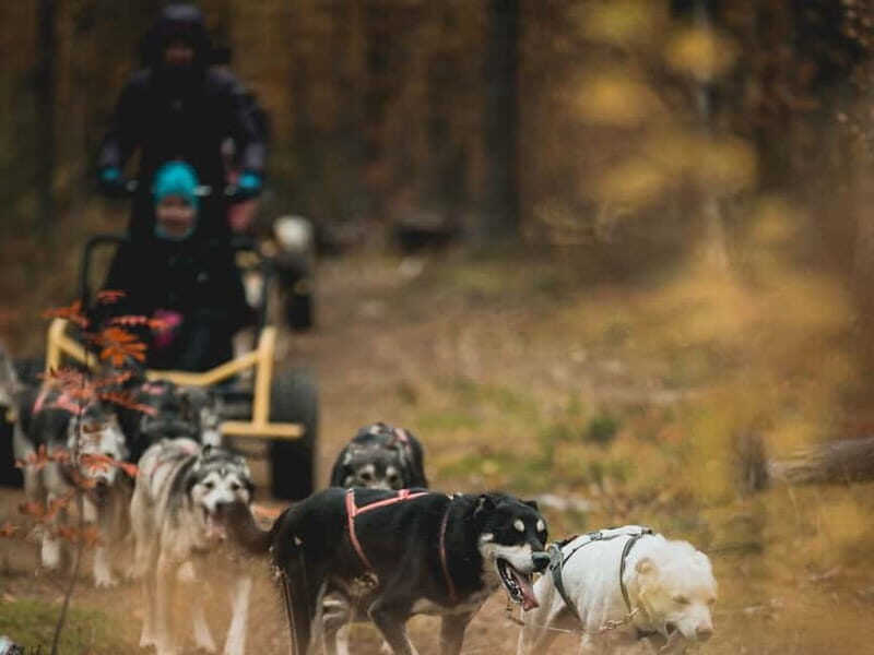 Levi: Husky cart tour- Midnight Sun & Autumn Northern Lights - An In-Depth Look at the Husky Cart Tour in Levi