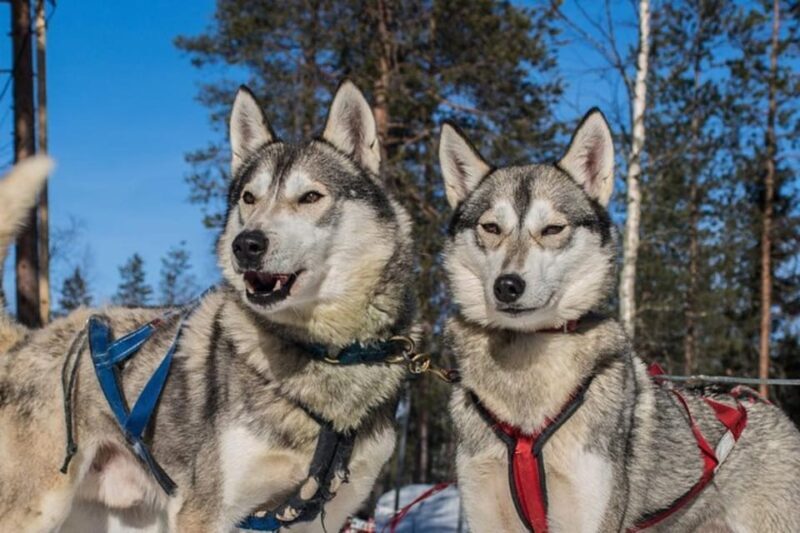 Levi: Lapland Reindeer and Husky Safari - FAQ