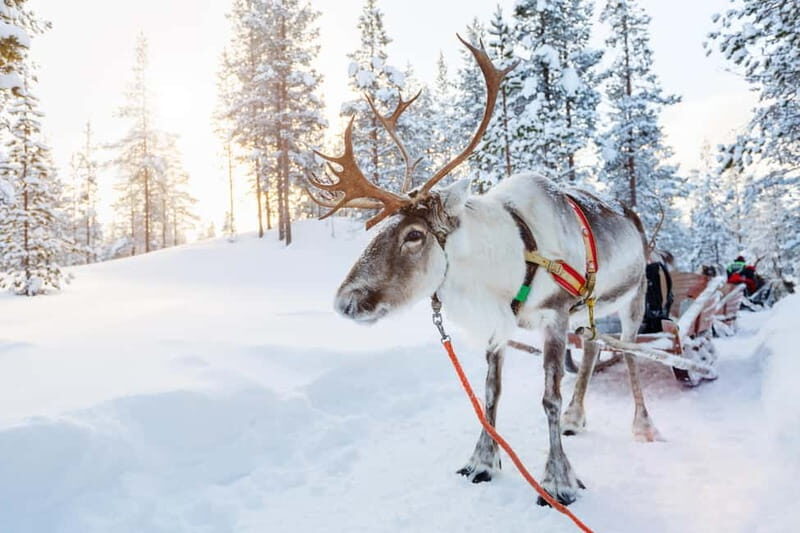 Levi: Lappish Reindeer Sled Ride 3 km - The Real Stories Behind the Tour