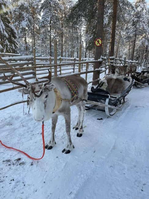 Levi: Meet Reindeer and Visit Husky Kennel - Levi: Meet Reindeer and Visit Husky Kennel — A Genuine Arctic Encounter
