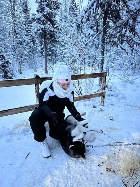 Levi: Meet Reindeer and Visit Husky Kennel - Price vs. Value: Is It Worth It?